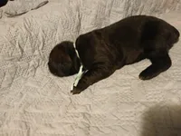 Boy 2, a male Doberman Pinscher and Cane Corso for sale in Ontario, OH – 4 of 9