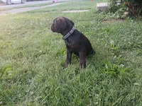 Chip🍪🪽, a male Doberman Pinscher and Cane Corso for sale in Ontario, OH – 5 of 10