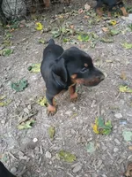 Blk&rust AKC, a male Doberman Pinscher for sale in Mansfield, OH – 9 of 10
