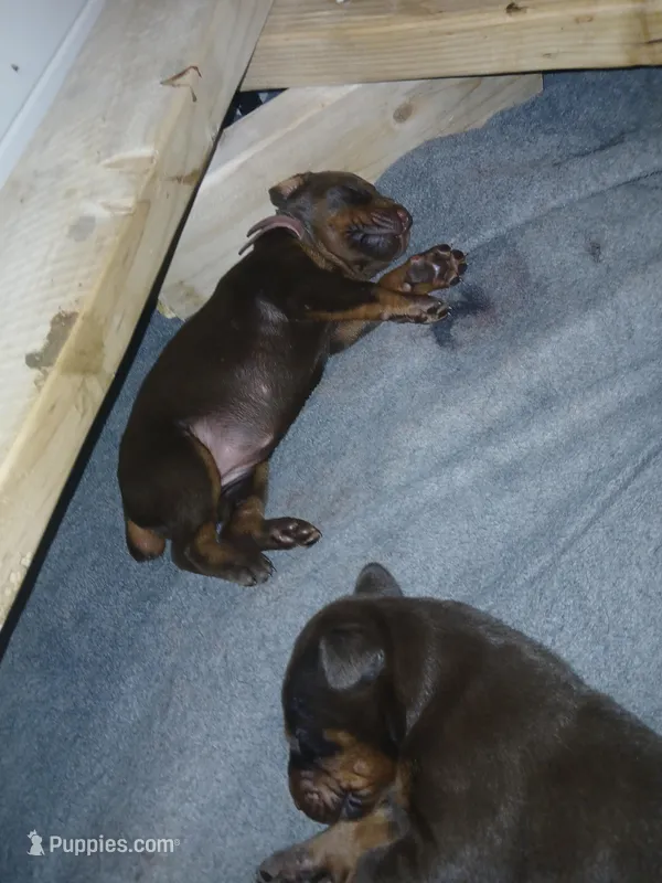 1 red girl  – Doberman Pinscher puppy for sale in Ontario, OH