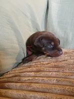 Reserved red girl , a female Doberman Pinscher for sale in Ontario, OH – 3 of 10
