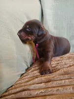 Reserved red girl , a female Doberman Pinscher for sale in Ontario, OH – 4 of 10