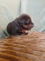 Reserved red girl , a female Doberman Pinscher for sale in Ontario, OH – 2 of 10