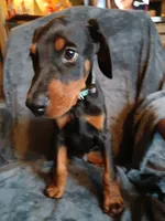 Full Euro pup "Amazon", a male Doberman Pinscher for sale in Mansfield, OH – 6 of 10