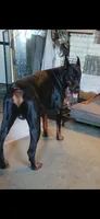 Boy 4, a male Doberman Pinscher and Cane Corso for sale in Ontario, OH – 8 of 9
