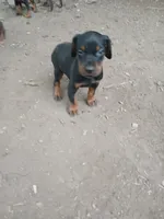AKC blk&rust 1, a male Doberman Pinscher for sale in Mansfield, OH – 4 of 10