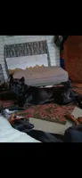 Boy 4, a male Doberman Pinscher and Cane Corso for sale in Ontario, OH – 7 of 9