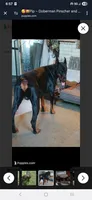 🔥Penny POTTY TRAINED , a female Doberman Pinscher and Cane Corso for sale in Mansfield, OH – 7 of 10