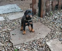 Reserved boy, a male Doberman Pinscher for sale in Ontario, OH – 3 of 9