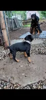 Reserved boy, a male Doberman Pinscher for sale in Ontario, OH – 4 of 9