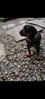 Reserved boy, a male Doberman Pinscher for sale in Ontario, OH – 2 of 9