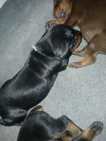 Black and rust boy 3, a male Doberman Pinscher for sale in Ontario, OH – Photo 1 of 9