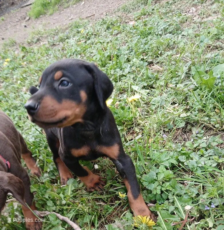 Black and rust boy 3 – Doberman Pinscher puppy for sale in Ontario, OH