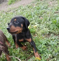 Reserved boy, a male Doberman Pinscher for sale in Ontario, OH – 1 of 9
