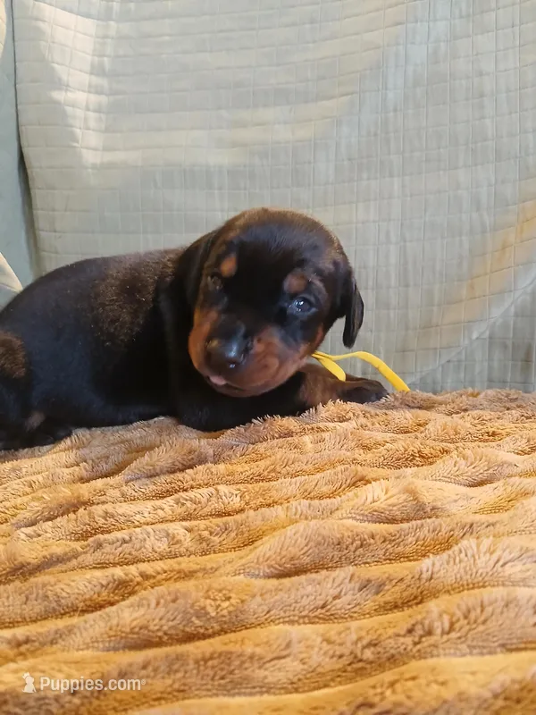 Black and rust boy 3 – Doberman Pinscher puppy for sale in Ontario, OH