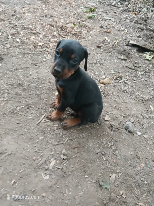 AKC blk&rust 1 – Doberman Pinscher puppy for sale in Mansfield, OH