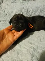 Boy 3, a male Doberman Pinscher and Cane Corso for sale in Ontario, OH – 2 of 9