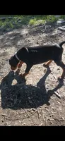 Full Euro pup RTG , a male Doberman Pinscher for sale in Mansfield, OH – 4 of 10