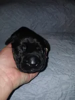 Boy 4, a male Doberman Pinscher and Cane Corso for sale in Ontario, OH – 4 of 9