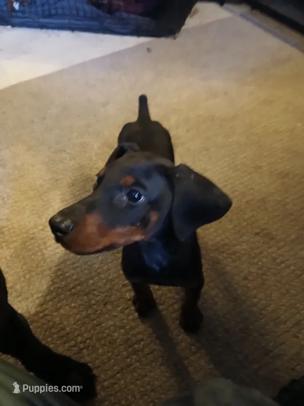 Full Euro female "Baby Bi" – Doberman Pinscher puppy for sale in Mansfield, OH