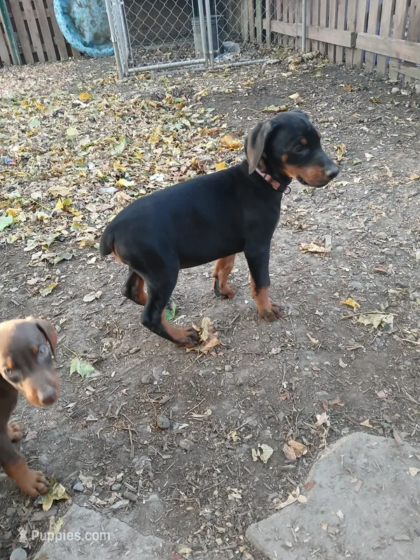Pink – Doberman Pinscher puppy for sale in Mansfield, OH