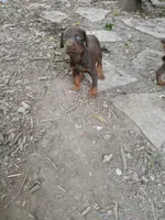 Red boy 1 AKC, a male Doberman Pinscher for sale in Mansfield, OH – 5 of 10