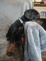 Amazon , a male Doberman Pinscher for sale in Ontario, OH – 2 of 7