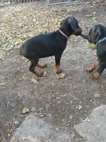 Pink, a female Doberman Pinscher for sale in Mansfield, OH – 4 of 10