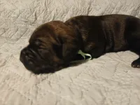 Boy 2, a male Doberman Pinscher and Cane Corso for sale in Ontario, OH – 3 of 9