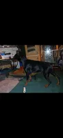 Black and rust boy 2, a male Doberman Pinscher for sale in Ontario, OH – Photo 6 of 9