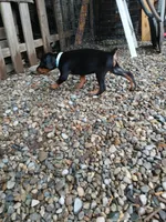 Blk&rst AVAILABLE boy, a male Doberman Pinscher for sale in Ontario, OH – Photo 2 of 10