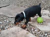 Blk&rst AVAILABLE boy, a male Doberman Pinscher for sale in Ontario, OH – Photo 3 of 10