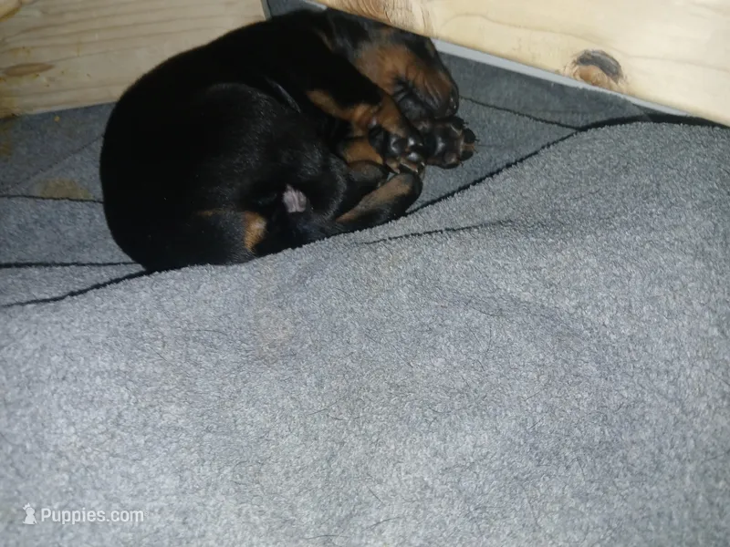 Black and rust boy 2 – Doberman Pinscher puppy for sale in Ontario, OH