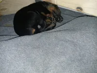 Black and rust boy 2, a male Doberman Pinscher for sale in Ontario, OH – Photo 1 of 9