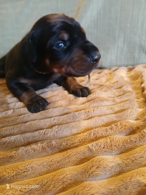 Black and rust boy 2 – Doberman Pinscher puppy for sale in Ontario, OH
