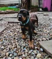 Blk&rst AVAILABLE boy, a male Doberman Pinscher for sale in Ontario, OH – Photo 1 of 10