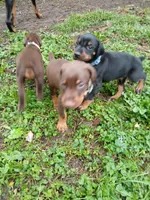 Blk&rst AVAILABLE boy, a male Doberman Pinscher for sale in Ontario, OH – Photo 4 of 10