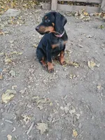 Purple , a female Doberman Pinscher for sale in Mansfield, OH – 6 of 10