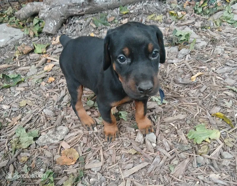 Blk&rust AKC – Doberman Pinscher puppy for sale in Mansfield, OH