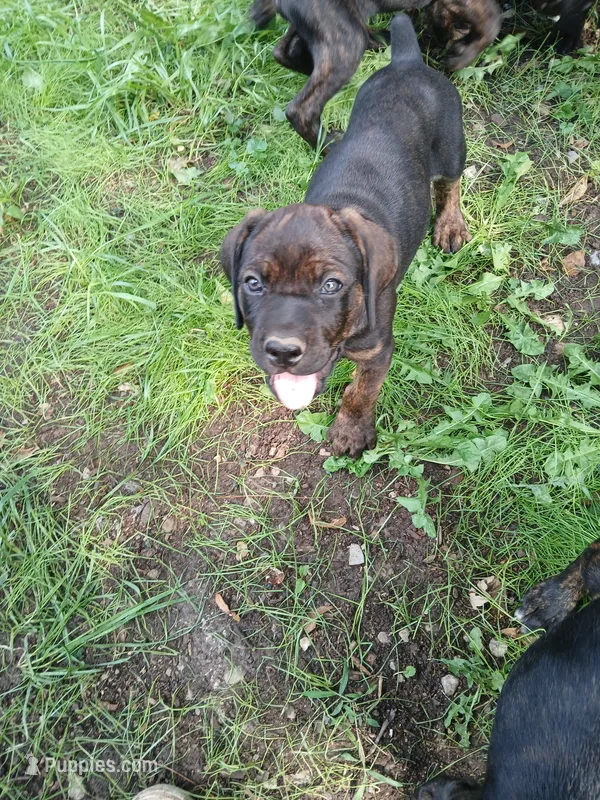 Champ – Doberman Pinscher, Cane Corso puppy for sale in Ontario, OH