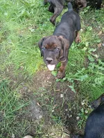 Champ, a male Doberman Pinscher and Cane Corso for sale in Ontario, OH – 1 of 9