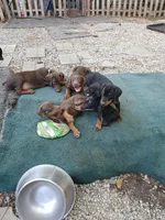 🥰Well bred AKC baby boy, a male Doberman Pinscher for sale in Ontario, OH – Photo 2 of 10