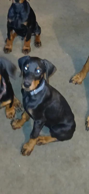 🥰Well bred AKC baby boy