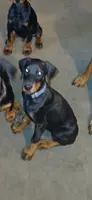 🥰Well bred AKC baby boy, a male Doberman Pinscher for sale in Ontario, OH – Photo 1 of 10