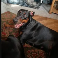 🥰Well bred AKC baby boy, a male Doberman Pinscher for sale in Ontario, OH – Photo 6 of 10