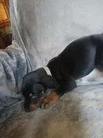 Amazon , a male Doberman Pinscher for sale in Ontario, OH – 3 of 7