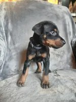 Uber- full Euro, a male Doberman Pinscher for sale in Erie, PA – 2 of 9
