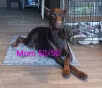 Red boy 1 AKC, a male Doberman Pinscher for sale in Mansfield, OH – 7 of 10