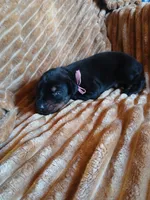 Baby Bi, a female Doberman Pinscher for sale in Ontario, OH – 4 of 4
