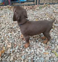 AKC red ♥️ male , a male Doberman Pinscher for sale in Mansfield, OH – 2 of 10